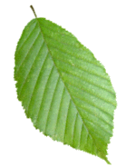 leaf